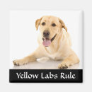 Recherche de laboratoires magnets Jaune