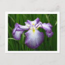 Recherche de iris cartes postales Nature