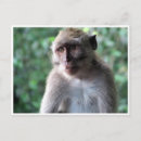 Recherche de macaques cartes postales Primate