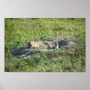 Recherche de prairies posters Dakota du sud