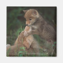 Recherche de latrans de canis Faune