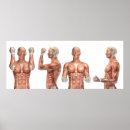 Recherche de anatomie musculaire posters Humain