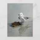 Recherche de plage atlantique cartes postales Mouettes