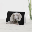 Recherche de stable cartes postales Chien