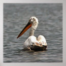 Recherche de pelican posters Animaux