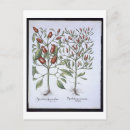 Zoek naar hortus posters Pre 19e