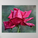 Recherche de magenta photographie Rose
