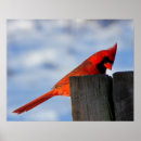 Recherche de cardinal rouge art Cardinal du nord