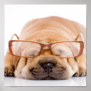 Recherche de pei shar posters Sharpei