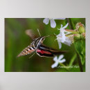 Zoek naar vliegend insect posters Mot