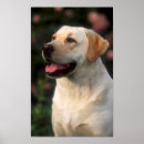 Recherche de domestiqué art Chien