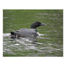 Recherche de loon posters Huard