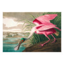 Recherche de ibis posters Faune