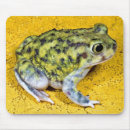 Recherche de crapauds tapis souris Amphibie