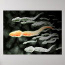 Zoek naar microscopisch posters Biologie