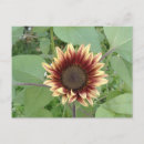 Recherche de blonde cartes postales Floral