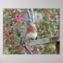 Recherche de oiseau bleu oriental posters Animal
