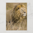 Recherche de mâles cartes postales Lion