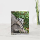 Zoek naar gemaskeerd briefkaarten Dier