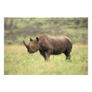 Recherche de rhinocéros noir posters Nature