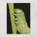 Zoek naar parasiet posters Insecten