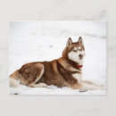 Recherche de husky cartes postales Yeux bleus