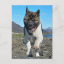 Recherche de akitas cartes postales Animaux
