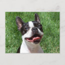 Recherche de chiot de terrier de boston Chiots