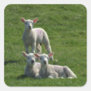 Zoek naar lammeren stickers Lente