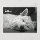 Recherche de chien westie cartes postales Ouest