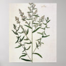 Zoek naar fl 1757 82 posters Pre 19th