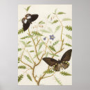 Zoek naar exotische vlinders posters Entomologie