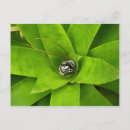Recherche de bromeliad Photographie