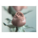 Recherche de chéri posters Rose