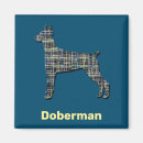 Recherche de doberman Noir