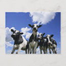 Recherche de vache bleue cartes postales Horizontal