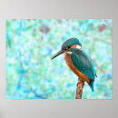 Zoek naar kingfisher kunst Schattig
