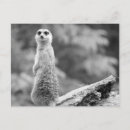 Recherche de gardienne cartes postales Animal