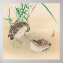 Recherche de cailles posters Oiseau