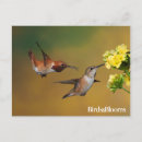 Zoek naar hummingbird briefkaarten Ornithologie