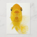 Zoek naar komeet briefkaarten Goudvis