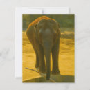 Recherche de intelligent cartes postales Éléphant