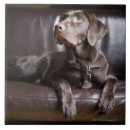 Recherche de tête animale carreaux Unité