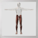 Recherche de anatomie musculaire posters Ligament