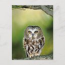Recherche de petit hibou cartes postales Animal