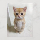 Recherche de meme cartes postales Pour tous