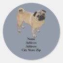 Recherche de chiot carlin autocollants Chiots