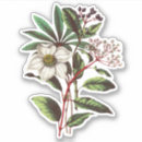 Recherche de hellebore autocollants Vintage