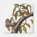 Zoek naar grijze eekhoorn magneten Sciurus carolinensis