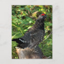 Recherche de mâles cartes postales Sauvage